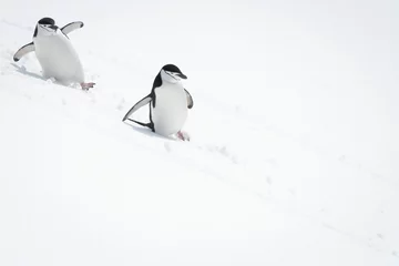 Fototapeten Two chinstrap penguins slide down snowy hill © Nick Dale
