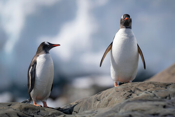 Obraz premium Two gentoo penguins stand on sunlit rock