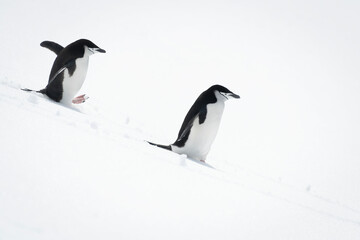 Two chinstrap penguins walking down snowy hillside