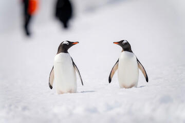 Two gentoo penguins on snow by people