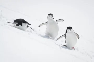 Fototapeten Three chinstrap penguins slide down snowy slope © Nick Dale
