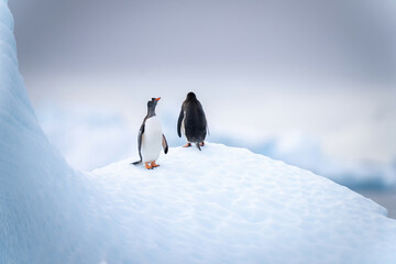 Two gentoo penguins stand on pitted iceberg