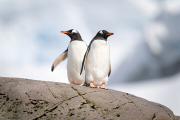 Two gentoo penguins stand on rock in sunshine