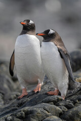 Two gentoo penguins stand on sunlit rocks