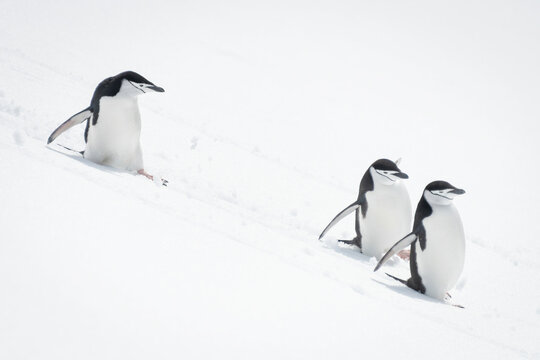 Three chinstrap penguins sliding down snowy slope