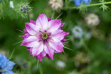 公園に咲くニゲラの花のアップ