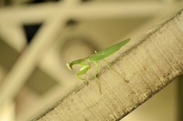 Grasshopper 