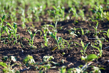 Young green corn grows in the field