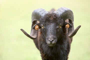 Fototapeta premium Portrait of male black ouessant sheep