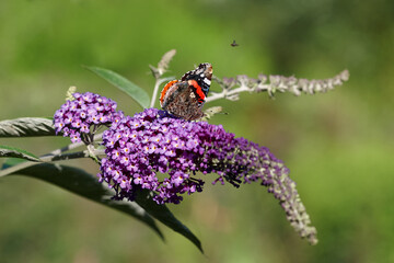 Peacock butterfly on purple flower in garden