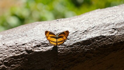 Black and yellow butterfly in nature forest, sitting on railing in national park. Concept of beauty, cosmetics, fauna. Pantoporia hordonia or Common Lascar.