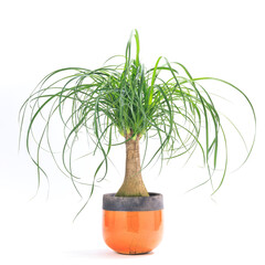 観葉植物、トックリランの鉢植え【白背景】