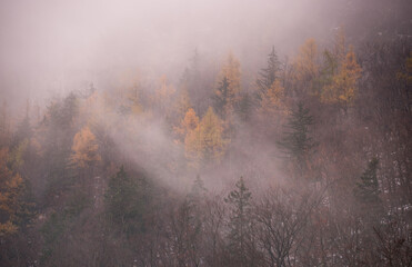 Gloomy winter forest with a touch of autumn