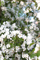Fototapeta premium Blossom apple over nature background, spring flowers.