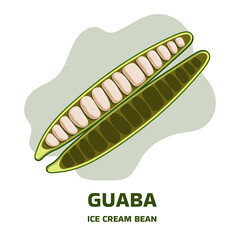 Illustration with tropical fruit open pod guaba, guama Inga edulis. Pacay pod Ice Cream bean native plant of Ecuador, cuaniquil or joanquiniquil South America
