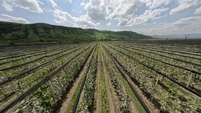 FPV sports drone speed flight wonderful spring landscape apple farm trees cultivation plantation blue sky mountain horizon. Aerial view agricultural settlement village field growing seasonal fruits 4k