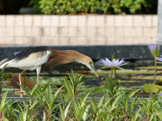 Javan pond Heron in Lotus pond