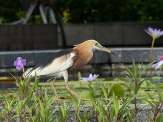 Javan pond Heron in Lotus pond