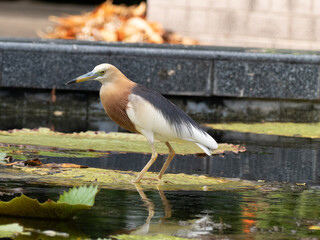 Javan pond Heron on a lily