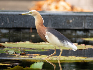 Javan pond Heron on a lily