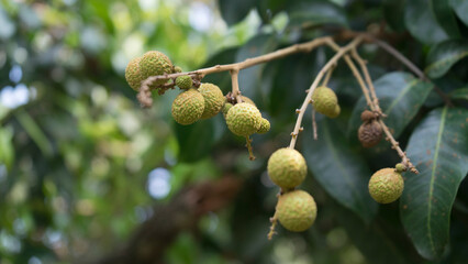 The longan is about to start the season.