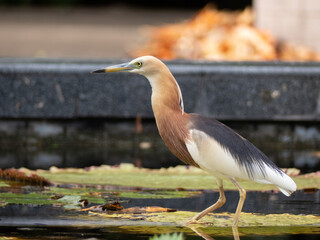 Javan pond Heron on a lily