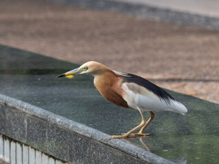 Javan pond Heron on a lily