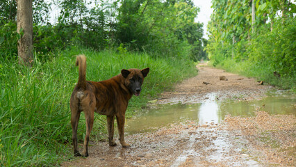 The dog was leading us off the main path of the village.