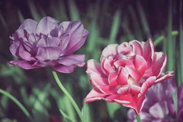 Weit geöffnete, schön blühende Tulpen in einem Beet aus Blumen