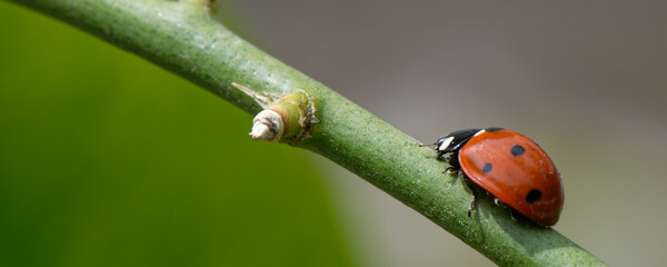 coccinelle à sept points - coccinella septempunctata