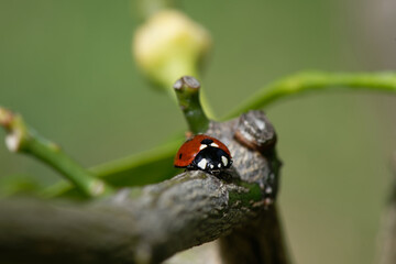 coccinelle à sept points - coccinella septempunctata