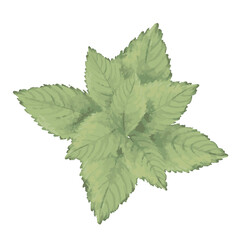 vector green watercolor mint leaves, summer greenery