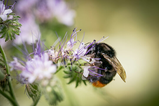 Eine Hummel trinkt Nektar auf einer Bienenweide