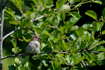  moineau cisalpin - passer italiae
