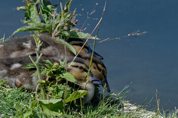 canard colvert - anas platyrhynchos - cannetton, 