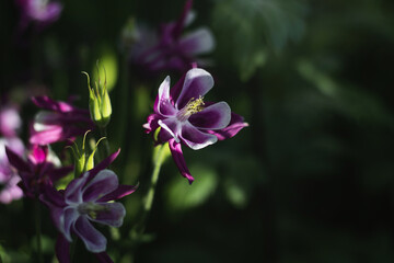 Fototapeta na wymiar Purple aquilegia flowers on a dark background illuminated by sunlight. A beautiful perennial herbaceous plant Aquilegia (Lat. Aquilegia) with lots of pink and white flowers. Selective focusing. 