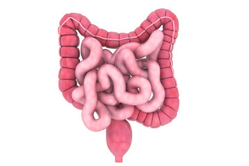 Anatomy of human colon. 3d illustration