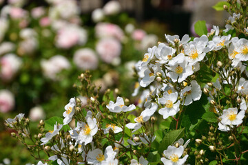 Paris, France. A white rose blooming in the Palais Royal Gardens. May 9, 2022.