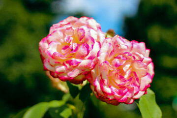 Beautiful Selection Rose Close-up in Summer Sunny Garden. Romantic Floral Bakcground or Greeting Card.