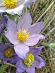 Purple pulsatílla alpína blossom