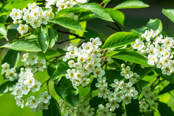 Branches of the flowering crataegus rivularis close-up. White riverine hawthorn flowers with green foliage on a bokeh background	