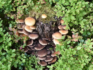 Honey mushroom Armillaria mellea growing on a tree stump