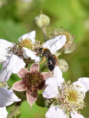wild bee collecting pollen in a blackberry Rubus fruticosus flower