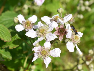wild bee collecting pollen in a blackberry Rubus fruticosus flower