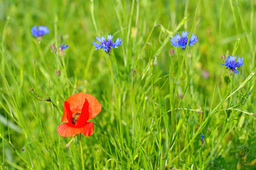 Scarlet poppy and meadow flowers among the grass