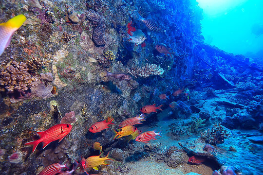 coral fish in the red sea underwater photo