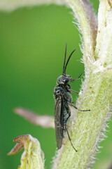 Closeup on an all dark black sawfly , Dolerus sitting in the vegetation
