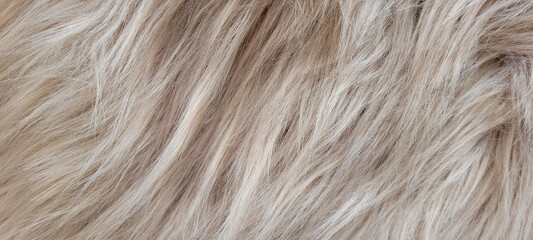 lã de ovelha que pode ser usada como plano de fundo 