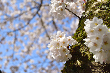 日本の春　桜