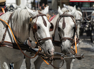 Obraz premium Horse carriage. Two white horses in harness.